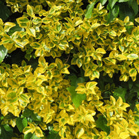 6x Couvre-sol - Fusain 'Emerald Gold' jaune