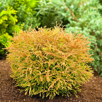 Thuya Thuja 'Golden Tuffet'