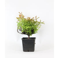 Thuya Thuja 'Golden Tuffet'