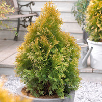Thuya Thuja 'Golden Tuffet'