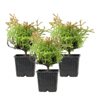 Thuya Thuja 'Golden Tuffet'