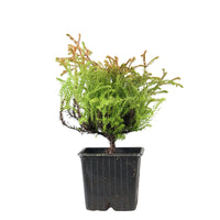 Thuya Thuja 'Golden Tuffet'