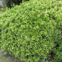 3x Fusain 'Emerald Gaiety'