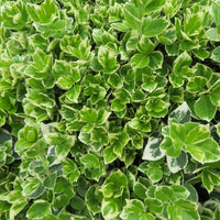 3x Fusain 'Emerald Gaiety'