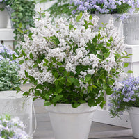 Lilas nain 'Flowerfesta White' blanc