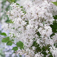 Lilas nain 'Flowerfesta White' blanc