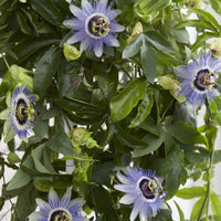 Passiflore 'Duuk' bleu
