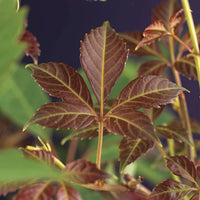 Vigne vierge Parthenocissus 'Henryana' vert-rouge