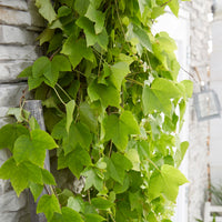 Vigne vierge Parthenocissus 'Fenway Park' vert-rouge