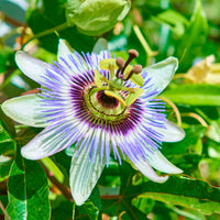 Passiflore Passiflora caerulea bleu