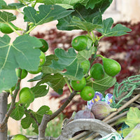 Figuier Ficus carica 'Perretta' - vert-marron - Bio