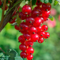 Groseille blanche Ribes rubrum 'Jonkheer van Tets' - Biologique rouge