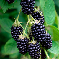 Mûrier sans épines Rubus 'Black Satin' Noir - Bio