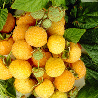 Framboise Rubus 'Twotimer Sugana Yellow' Jaune - Bio