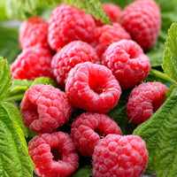 Framboise Rubus 'Twotimer Sugana Red' Rouge - Bio