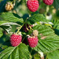 Framboisier nain Rubus 'Sweet Sister' Rouge - Bio