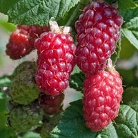 Tayberries Rubus 'Tayberry' - Biologique rouge