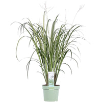 Plante-araignée 'Starlight' blanc-vert