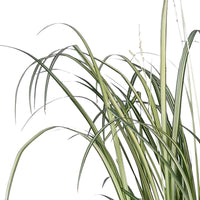 Plante-araignée 'Starlight' blanc-vert