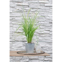 Plante-araignée 'Starlight' blanc-vert
