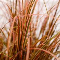 Carex rouge 'Everflame' rouge