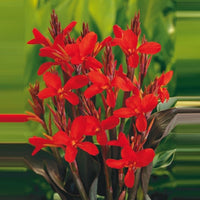 Balisier Canna rouge - Plante des marais, Plante de berge