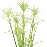 Papyrus Cyperus Percamenthus