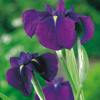 Iris du Japon 'Variegata' violet