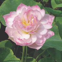 Lotus rose