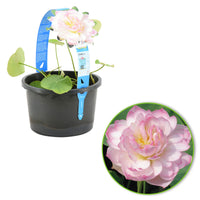 Lotus rose