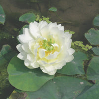 Lotus blanc