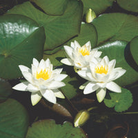 Nénuphar 'Tetragona' blanc