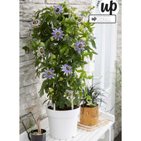 Passiflore 'Duuk' bleu