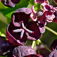 Akébie à cinq feuilles 'Quinata' vert-violet