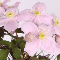 Clématite ‘Fragrant Spring‘ rose