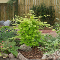 Érable du Japon Acer 'Jordan'