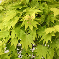 Érable du Japon Acer 'Jordan'
