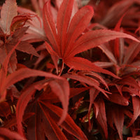 Érable du Japon Acer palmatum 'Shaina' rouge