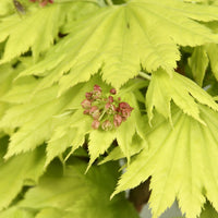 Érable du Japon Acer 'Aureum' jaune