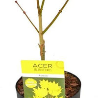 Érable du Japon Acer 'Aureum' jaune