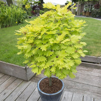 Érable du Japon Acer 'Aureum' jaune