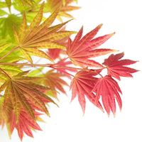 Érable du Japon Acer 'Moonrise' jaune-rouge-orangé