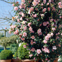 Camélia Camellia japonica 'Bonomiana' rose