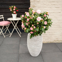 Camélia Camellia japonica 'Bonomiana' rose