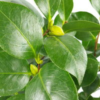 Camélia Camellia japonica 'Nuccio’s Gem' blanc