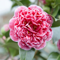 Camélia Camellia x Williamsii 'Volunteer' rose