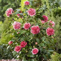 Camélia Camellia x Williamsii 'Volunteer' rose