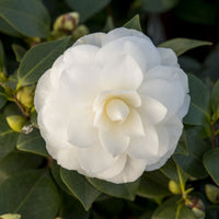 Camélia Camellia japonica 'Nuccio’s Gem' blanc