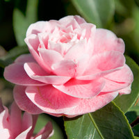 Camélia Camellia japonica 'Bonomiana' rose
