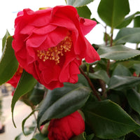 Camélia Camellia japonica 'Dr. King' rose